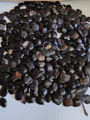 حبة البركة nigelle noire